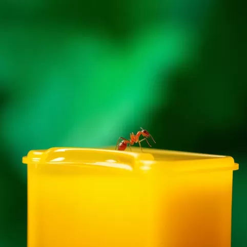 Czy klej entomologiczny jest szkodliwy
