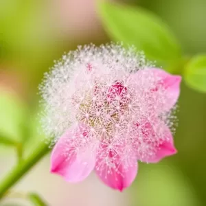 Czy na impregnat można położyć farbę